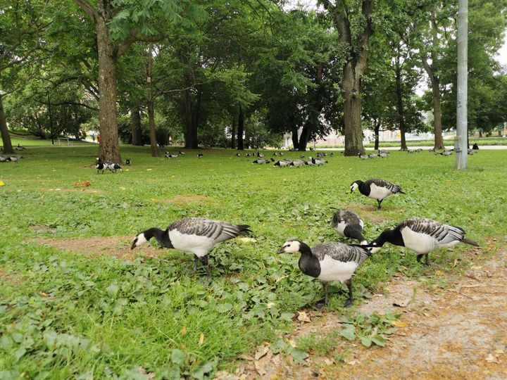 Vitkindade gäss i Kajsaniemiparken i Helsingfors. Foto: Aleksi Mikola, Finlands miljöcentral