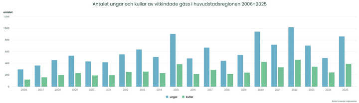 Antalet%20ungar%20och%20kullar%20av%20vitkindade%20g%E4ss%20i%20huvudstadsregionen%202006-2025.