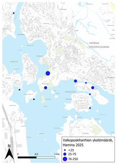 Antal av vitkindade gäss i Fredrikshamn år 2025. Foto: Syke