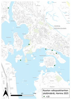 Unga vitkindade gäss i Fredrikshamn år 2025. Foto: Syke
