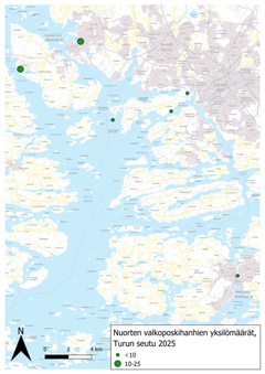 Unga vitkindade gäss i Åboregionen år 2025. Foto: Syke