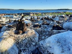 Merimetsoyhdyskunta Suomenlahdella juhannuksena 2024.