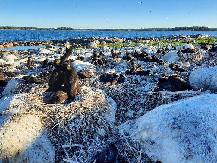 Merimetsoyhdyskunta Suomenlahdella juhannuksena 2024.