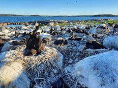 Storskarvens koloni i Finska viken midsommaren 2024.