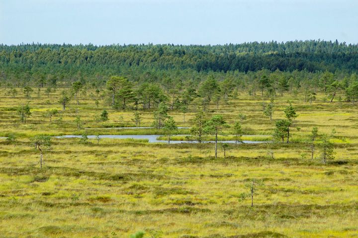 Avara suomaisema pilvisenä kesäpäivänä.