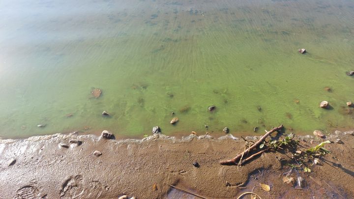 Vid badstranden Simpa i Siilinjärvi i Kallavesi fanns rikligt med blågrönalger onsdagen den 10 september 2025. Bilden är från tjänsten Järvi-meriwiki.