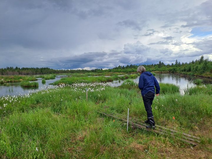Valokuvassa ihminen kävelee pitkospuita pitkin poispäin kamerasta kohti kosteikkoa, jossa runsaasti lampia ja saarelmia. Lähellä vettä kasvaa tupasvillaa ja runsaasti ruohokasveja.