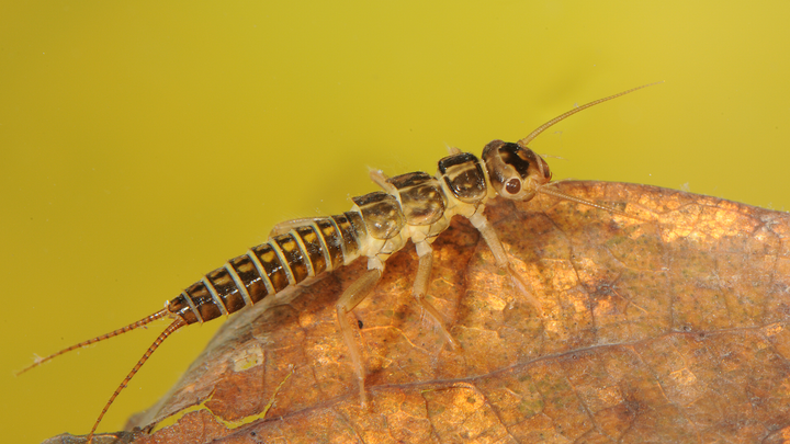 Kirjokorrien toukka on uponneen puunlehden päällä.