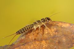 Koskikorentoihin kuuluvien yleisten kirjokorrien (Isoperla spp.) toukat elävät virtavesien pohjalla. Suvun alueellinen esiintyvyys on vähentynyt merkittävästi ihmistoiminnan takia.