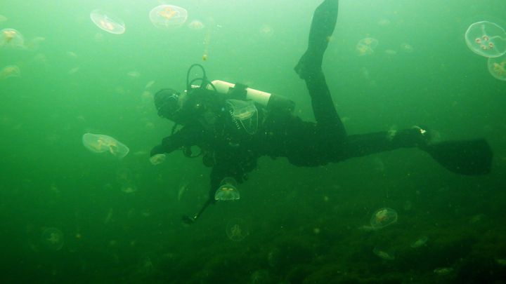 Diver and jellyfish.