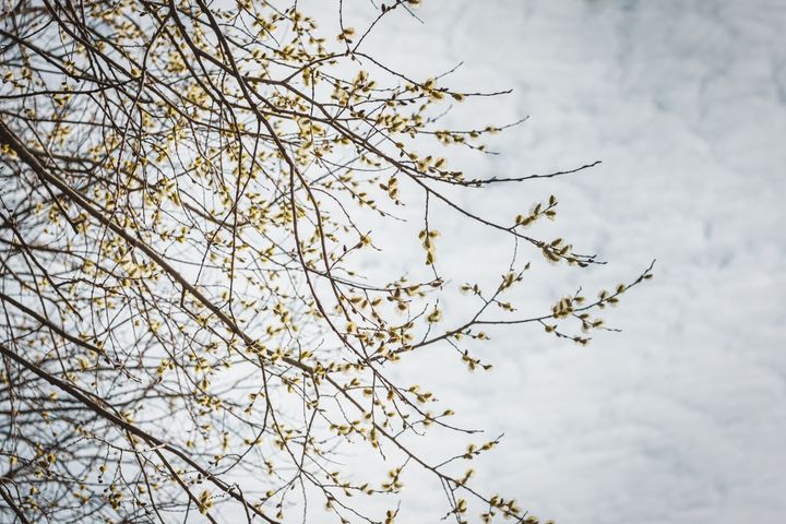 Keväinen paju kuvattu alhaalta päin