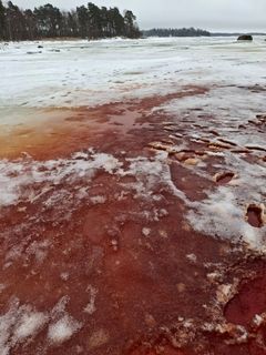 Kuvan etualalla hajoavan rakkohauru-levän punaruskeaksi värjäämää jäätä, taka-alalla saaren puustoista rantaa.