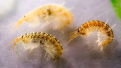 Killer shrimps of one and a half centimetres found in the Port of Rauma. Killer shrimps resemble the native gammarid amphipods (Gammarus spp.) found in the Baltic Sea.