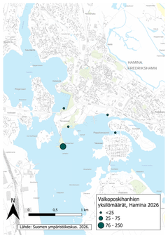 Valkoposkihanhien yksilömäärät Haminan seudulla 2026. Kuva: Syke
