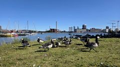 Valkoposkihahnia Tervasaaressa Helsingissä.