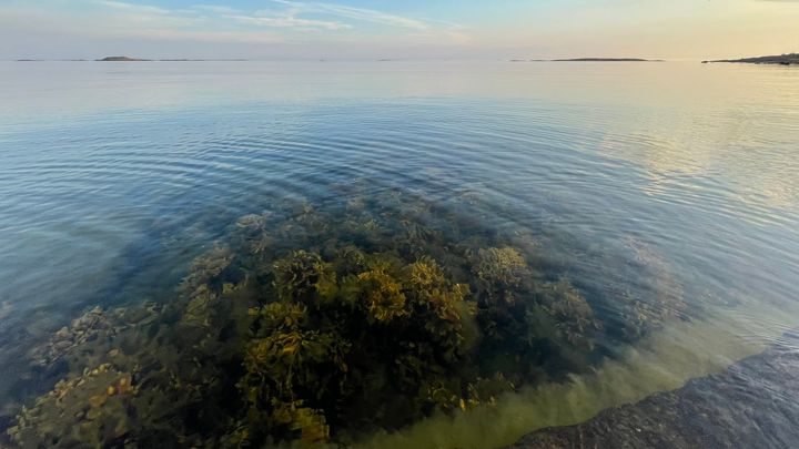 Maisema rannalta, jossa veden alla näkyy vesikasvillisuutta, ja taustalla näkyy horisontti ja pilvet taivaalla.