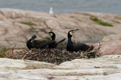 Three cormorants at ground nests on a rocky islet in the Gulf of Finland. The sea and pale rocky shoreline are visible in the background.