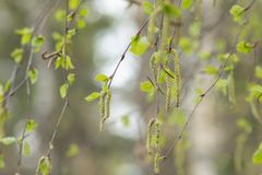 Björkhängen och nyutslagna blad på trädgrenar.