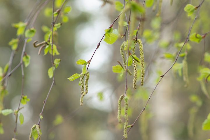 Björkhängen och nyutslagna blad på trädgrenar.