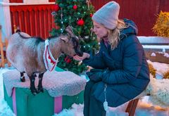 Jemma-vuohi poseeraa ohjaaja Johanna Smithin kanssa.