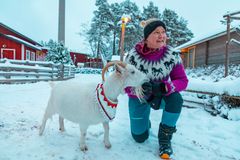 Aune-vuohi on vuohikollegaansa Jemmaa arempi. Sari Järvisalo tarjoaa turvaa.