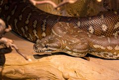Iso, pronssinruskea käärme ruskealla terraarioalustalla.