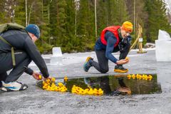 Kaksi henkilöä asettelee keltaisia kumisorsia jäisen lammen reunalle.