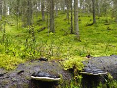 Mustalukon suojelualueella esiintyy runsaasti luonnon monimuotoisuudelle tärkeää lahopuuta ja useita siitä riippuvaisia kääpälajeja.