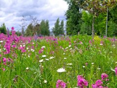 Noormarkun leikkikentän niitty Kangasalla Tursolan alueella.