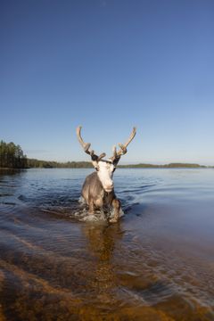 Kampanjan pääroolissa esiintyvä Vesku on nuori urosporo.