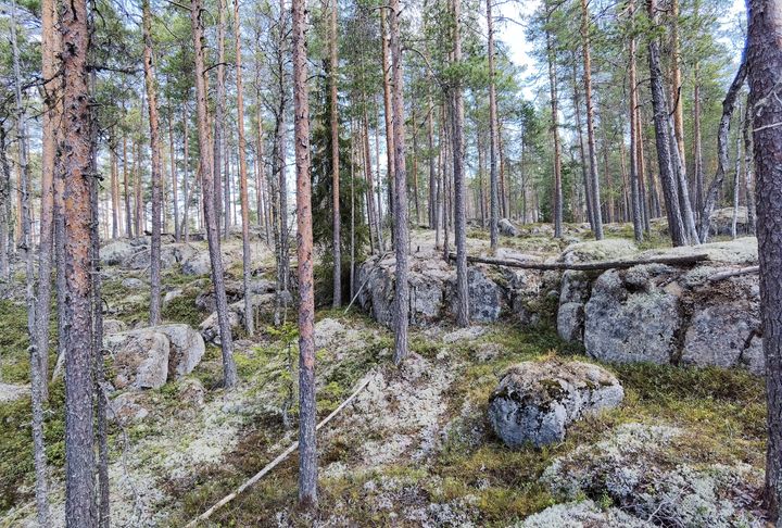 Raksinmäki. Kuva: Teppo Häyhä / Luonnonperintösäätiö