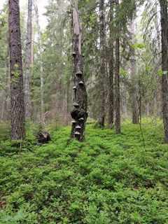 Raksinmäki. Kuva: Sirpa Rautiainen / Luonnonperintösäätiö