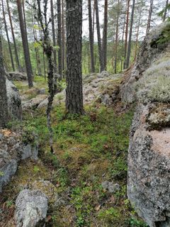 Raksinmäki. Kuva: Sirpa Rautiainen / Luonnonperintösäätiö