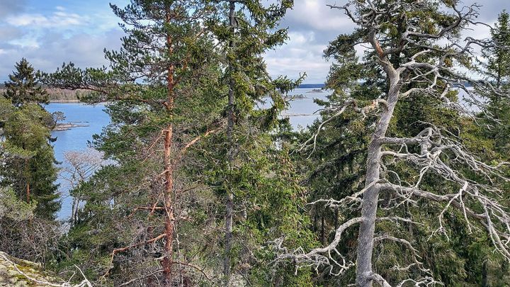 Inikorpin ikimetsä