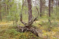 Kuvassa on kierretyn muotoinen kaatunut puunrunko metsässä, jossa on paljon vihreää kasvillisuutta.