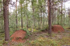 Kaksi suurta muurahaispesää havumetsässä.
