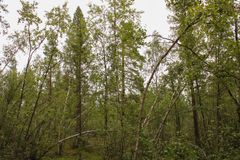 Tiheä metsä, jossa on paljon vihreitä puita ja pensaikkoa.
