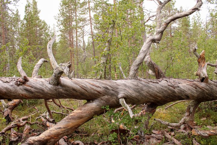 Kaatunut kelo Muurusjärven metsässä