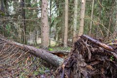 Kaatunut puu metsän pohjalla Korvattomanojan puronvarsilehdossa Liedossa.