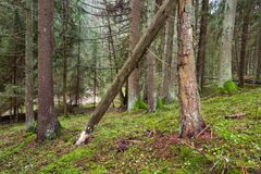 Tiheä havumetsä Korvattomanojan puronvarsilehdossa Liedossa, jossa on vihreää aluskasvillisuutta.