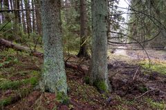 Kaksi puuta metsässä, maassa sammalta ja pudonneita oksia.