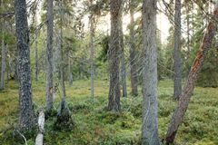 Suomalainen metsämaisema, jossa on tiiviisti kasvavia puita ja vihreä aluskasvillisuus.