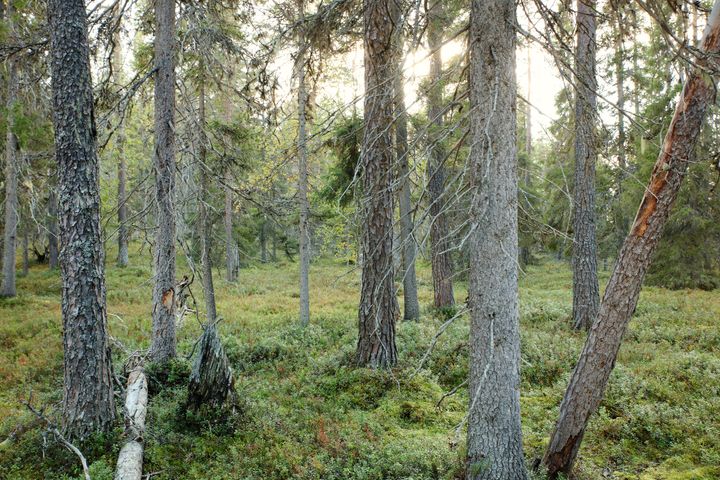 Suomalainen metsämaisema, jossa on tiiviisti kasvavia puita ja vihreä aluskasvillisuus.