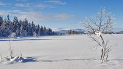 Talvinen maisema lumisella Sitsapesämaalla Enontekiöllä, taustalla metsää ja kaukaisia tuntureita.