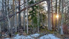 Metsäkuva Syvärin suojelualueelta
