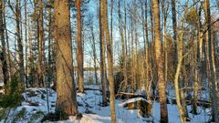 Metsäkuva Syvärin suojelualueelta