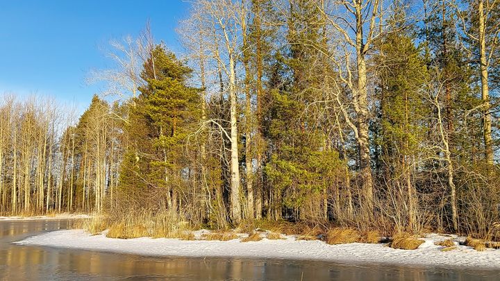 Metsäkuva Syvärin suojelualueelta
