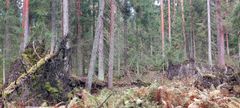 Tiheä metsä, jossa on runsaasti kaatuneita puita ja saniaisia.