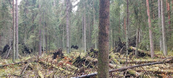 Metsämaisema, jossa on kaatuneita puita ja sammalpeitteinen maa.