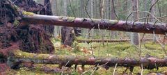 Kaatunut puunrunko Kouvolan suojelumetsässä, ympärillä sammalpeitteistä maata ja uusia puita.